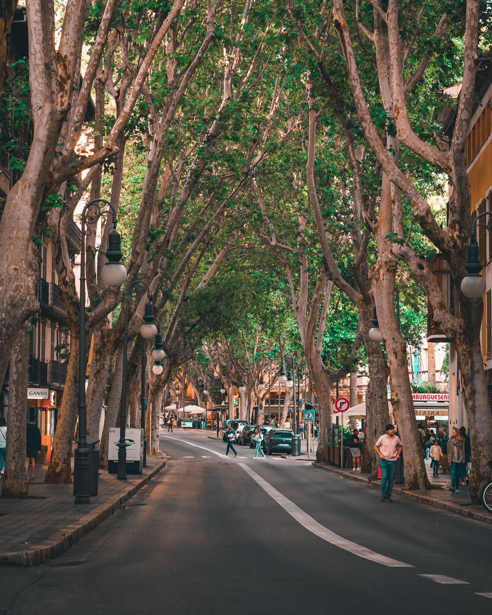 Street covered by a canopy of trees